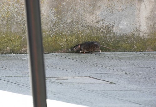 Emergenza sanitaria in paese: avvistati perfino due grossi ratti nel centro urbano