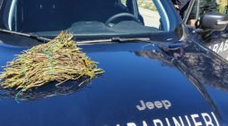 Campagna di controlli per la prevenzione degli incendi boschivi: Carabinieri Forestali sequestrano 87 kg di asparago selvatico