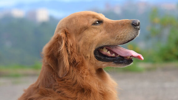 Lo Stress nei Cani: Comprensione e Gestione con l’Aiuto di Soluzioni Naturali